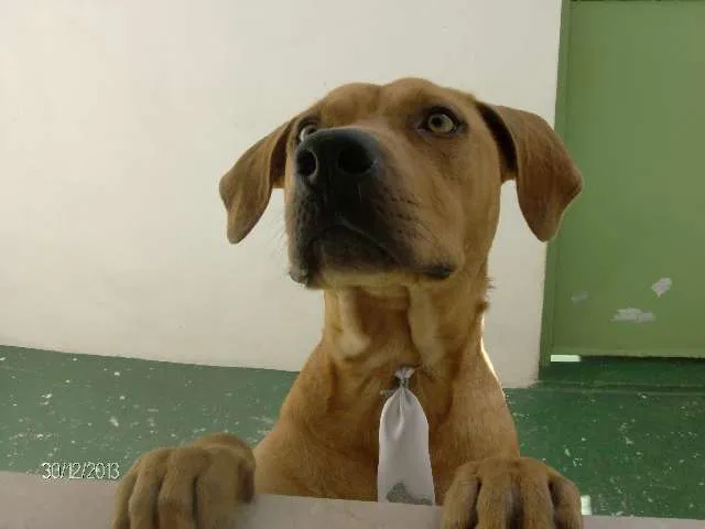 Cachorro ra a SRD idade 2 anos nome Raphael