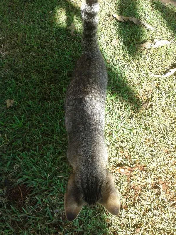 Gato ra a vira lata idade 2 a 6 meses nome SEM NOME