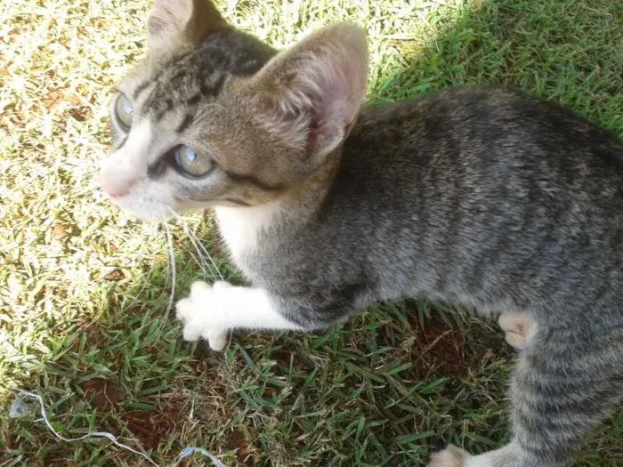 Gato ra a vira lata idade 2 a 6 meses nome SEM NOME