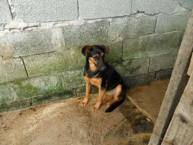 Cachorro ra a SRD idade  nome thalia