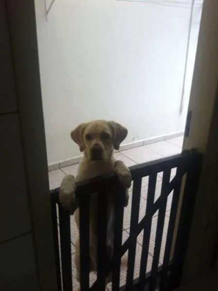 Cachorro ra a Labrador idade 1 ano nome NINA GRATIFICA