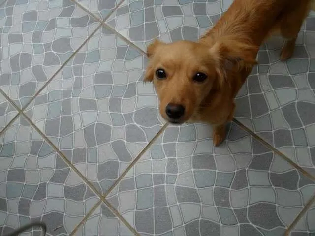 Cachorro ra a SRD idade 1 ano nome Meg