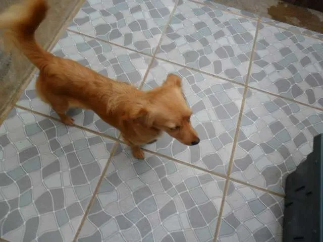 Cachorro ra a SRD idade 1 ano nome Meg