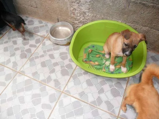 Cachorro ra a SRD idade 2 a 6 meses nome Bruxinha