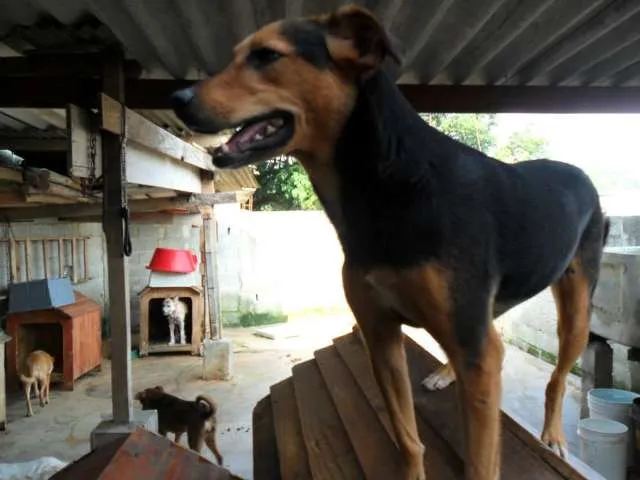 Cachorro ra a SRD idade 3 anos nome Preta Gil