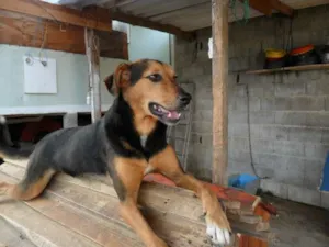 Cachorro raça SRD idade 3 anos nome Preta Gil