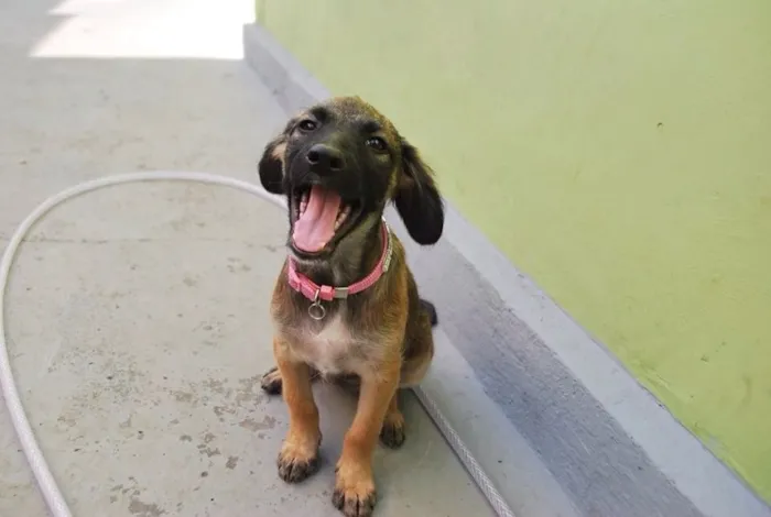Cachorro ra a  idade 7 a 11 meses nome PEQUENA