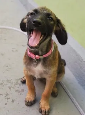 Cachorro raça  idade 7 a 11 meses nome PEQUENA