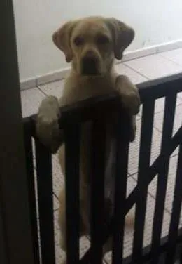 Cachorro ra a Labrador idade 1 ano nome NINA GRATIFICA