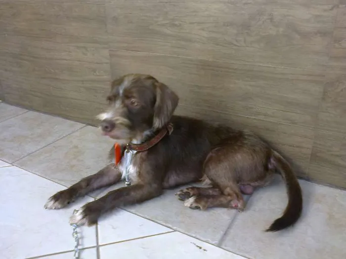 Cachorro ra a SRD idade 7 a 11 meses nome Sem nome