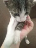Batatinha