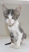 Batatinha