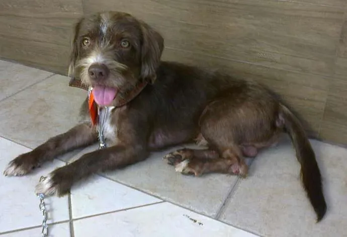 Cachorro ra a SRD idade 7 a 11 meses nome Sem nome
