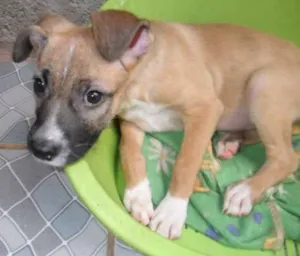Cachorro raça SRD idade 2 a 6 meses nome Bruxinha