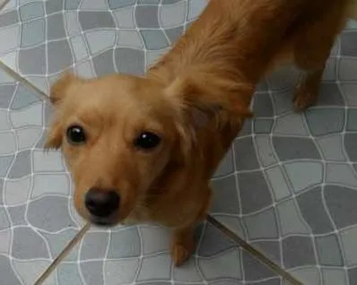 Cachorro ra a SRD idade 1 ano nome Meg