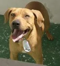 Cachorro ra a SRD idade 2 anos nome Raphael