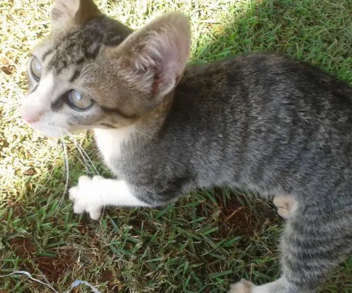 Gato ra a vira lata idade 2 a 6 meses nome SEM NOME