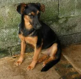 Cachorro raça SRD idade  nome thalia