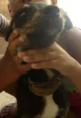 juju