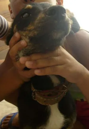Cachorro raça vira-lata idade 2 anos nome juju
