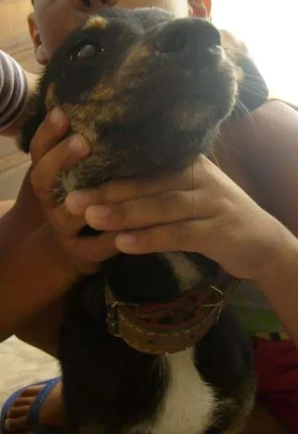 Cachorro ra a vira-lata idade 2 anos nome juju