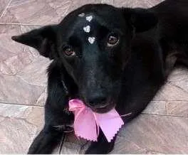 Cachorro raça SRD idade 1 ano nome Neguinha