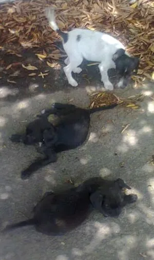 Cachorro raça vira lata idade 2 a 6 meses nome Os Irmaos