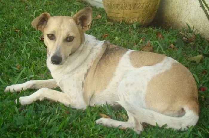 Cachorro ra a SRD idade 5 anos nome Pilé