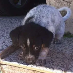 Cachorro raça SRD idade 2 a 6 meses nome Dudu