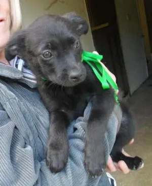 Cachorro raça srd idade 2 a 6 meses nome fêmea 