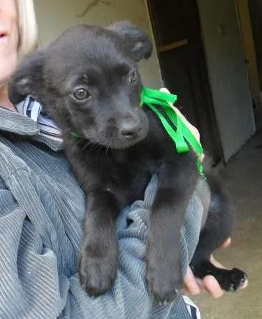 Cachorro ra a srd idade 2 a 6 meses nome fêmea 