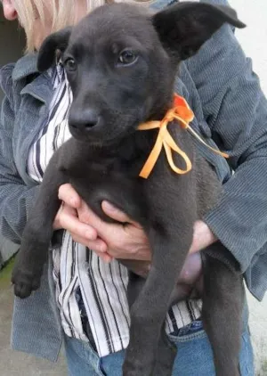 Cachorro raça SRD idade 2 a 6 meses nome fêmea 