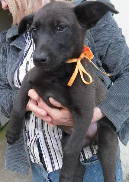 Cachorro ra a SRD idade 2 a 6 meses nome fêmea 