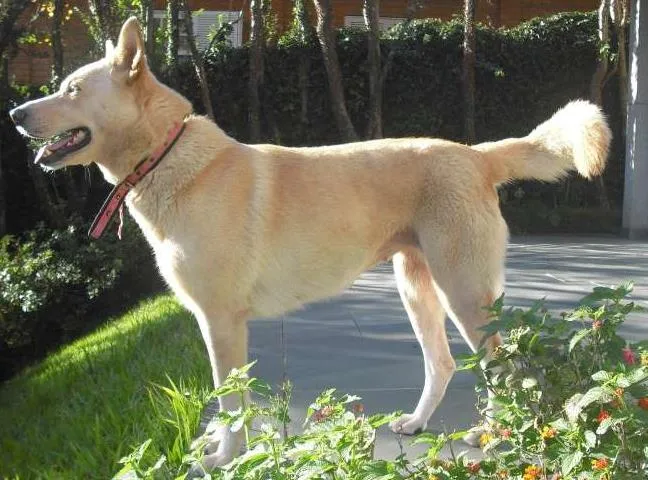 Cachorro ra a Labrador idade 6 ou mais anos nome NINA GRATIFICA