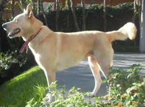 Cachorro raça Labrador idade 6 ou mais anos nome NINA GRATIFICA