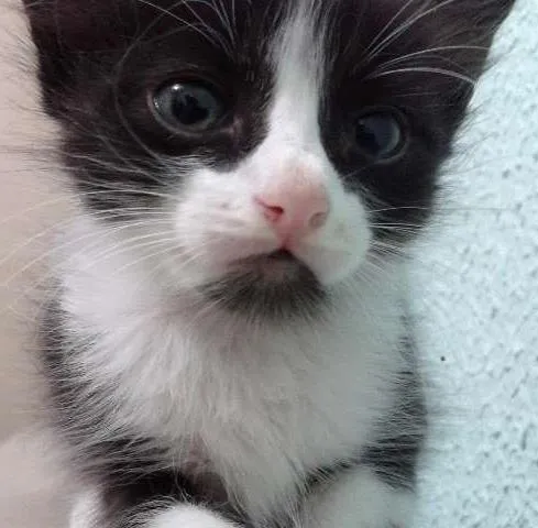 Gato ra a  idade 2 a 6 meses nome sem nome