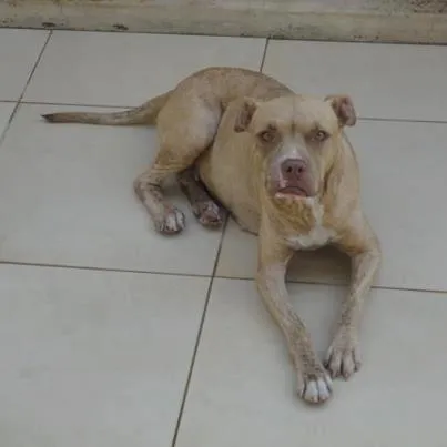 Cachorro ra a Pit-Bull idade  nome morena