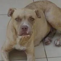 Cachorro ra a Pit-Bull idade  nome morena