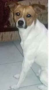 Cachorro raça fox paulistinha com vira lata idade 2 anos nome Costelinha GRATIFICA