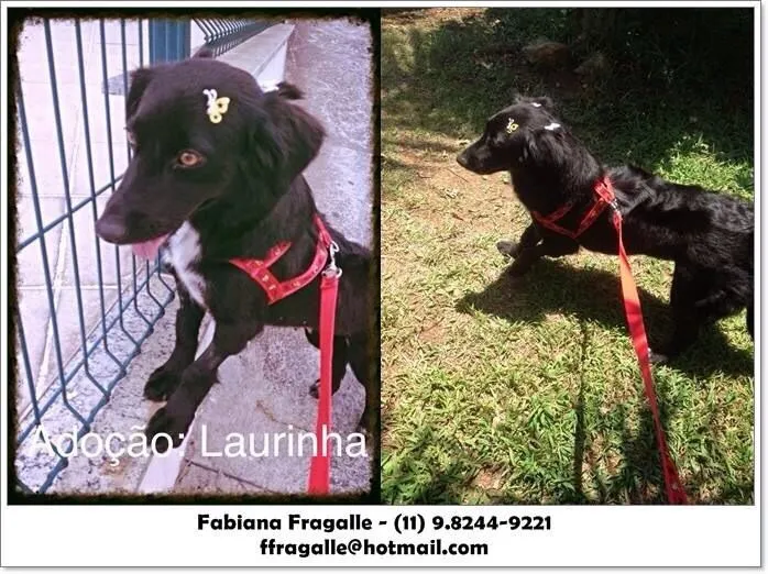 Cachorro ra a SRD idade 2 anos nome Laurinha