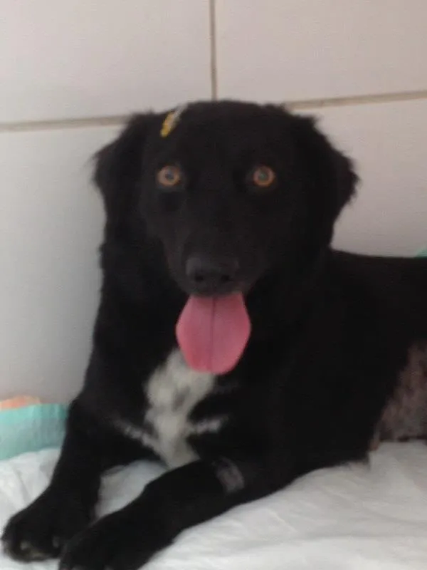 Cachorro ra a SRD idade 2 anos nome Laurinha