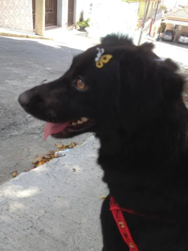 Cachorro ra a SRD idade 2 anos nome Laurinha