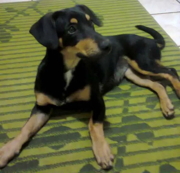 Cachorro ra a SRD idade  nome Lupita