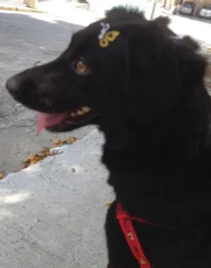 Cachorro raça SRD idade 2 anos nome Laurinha
