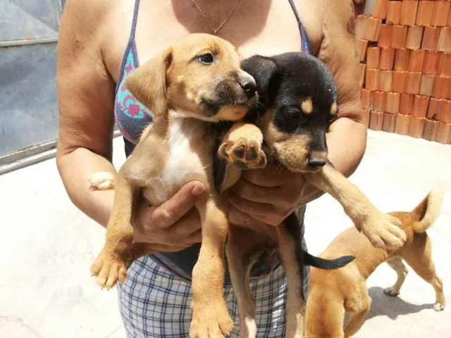 Cachorro ra a vira lata idade Abaixo de 2 meses nome filhotinhos