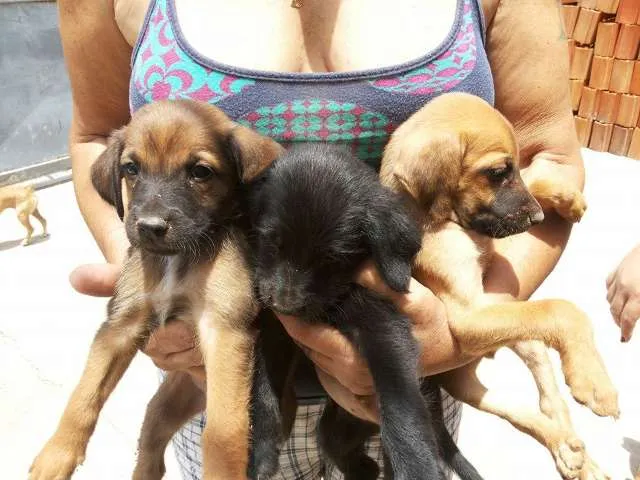 Cachorro ra a vira lata idade Abaixo de 2 meses nome filhotinhos