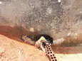 filhotinhos