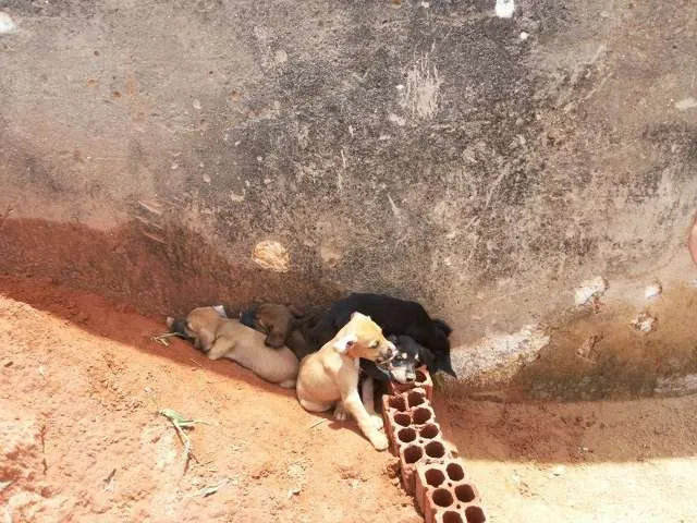 Cachorro ra a vira lata idade Abaixo de 2 meses nome filhotinhos