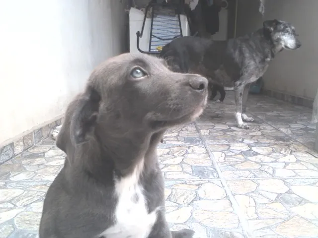 Cachorro ra a weimaraner, vira lata idade 2 a 6 meses nome sem nome