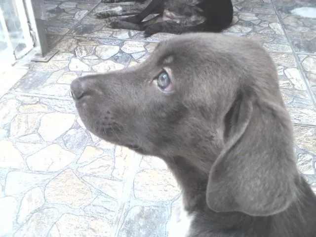 Cachorro ra a weimaraner, vira lata idade 2 a 6 meses nome sem nome